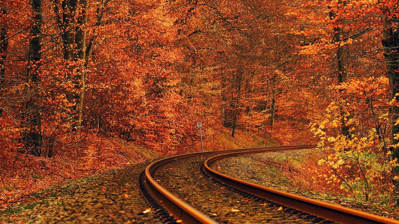 Forest Road Background