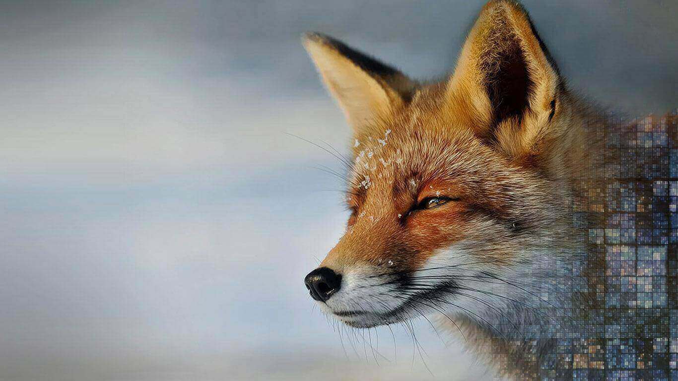 Fox Background