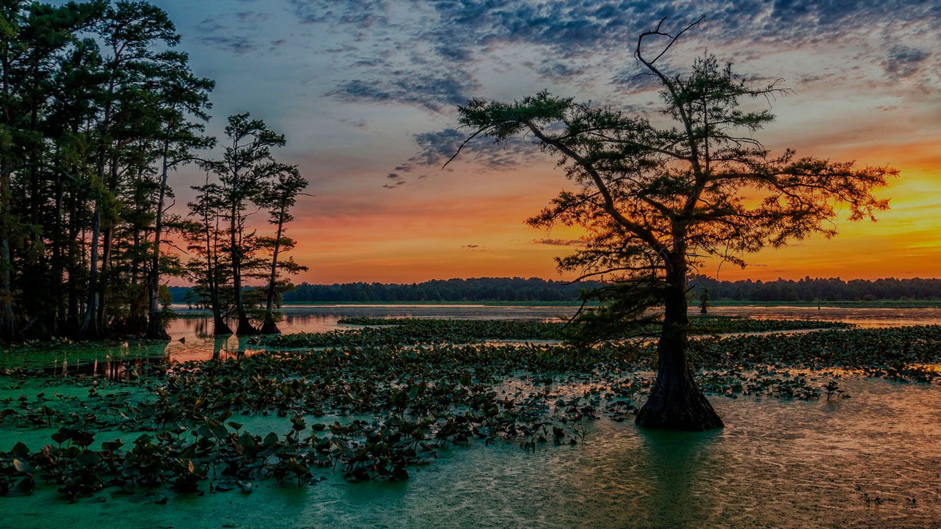 Swamp Background